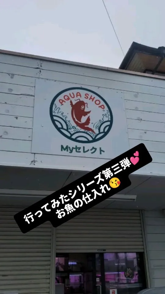 行ってみたシリーズ大三弾💥(金魚、鯉、ベタ)