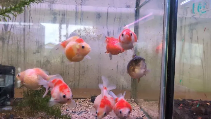本日の入荷情報✨(金魚、サメ、日本淡水魚、エビ)