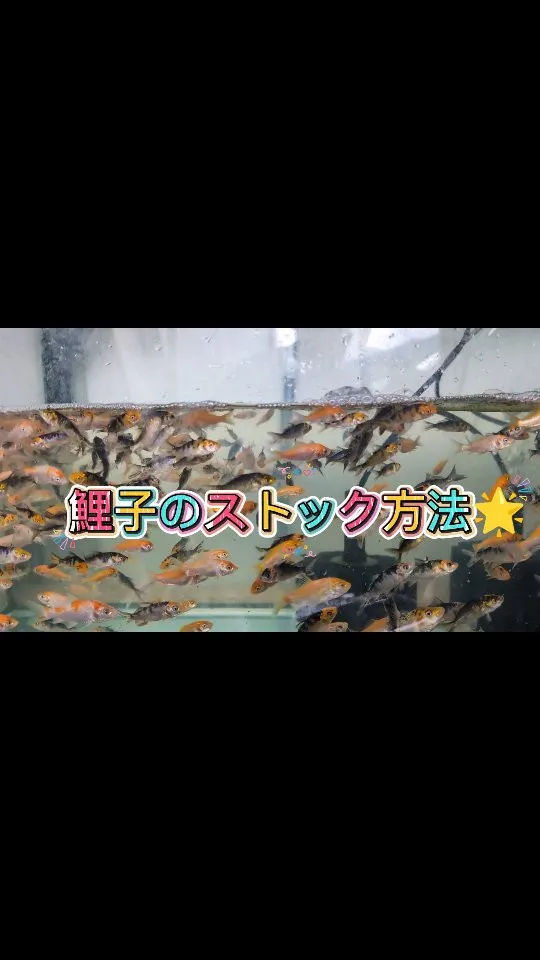 鯉子のストック方法✨