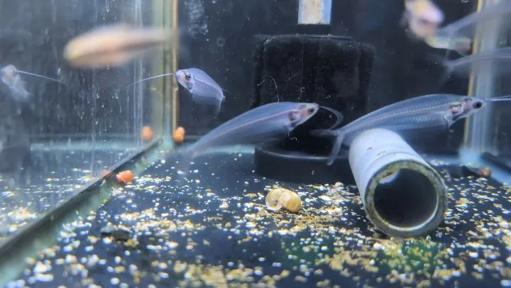 本日の入荷情報✨(熱帯魚)