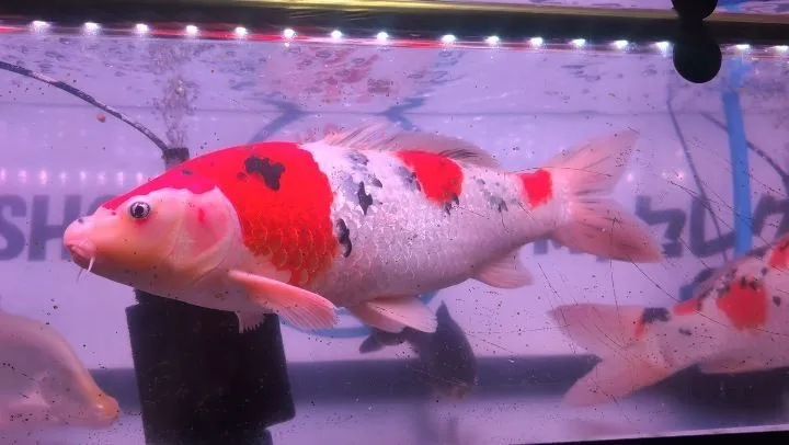 本日の入荷情報✨(錦鯉、金魚、メダカ)