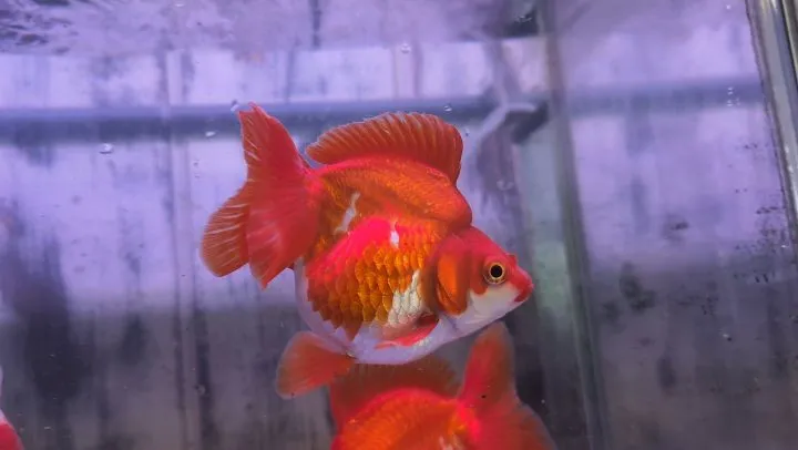 本日の入荷情報✨(金魚、サメ)