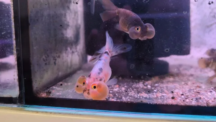 本日の入荷情報✨(金魚)