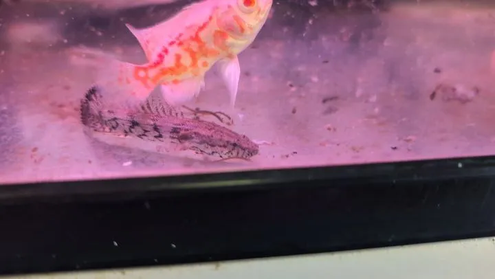 本日の入荷情報✨(熱帯魚)