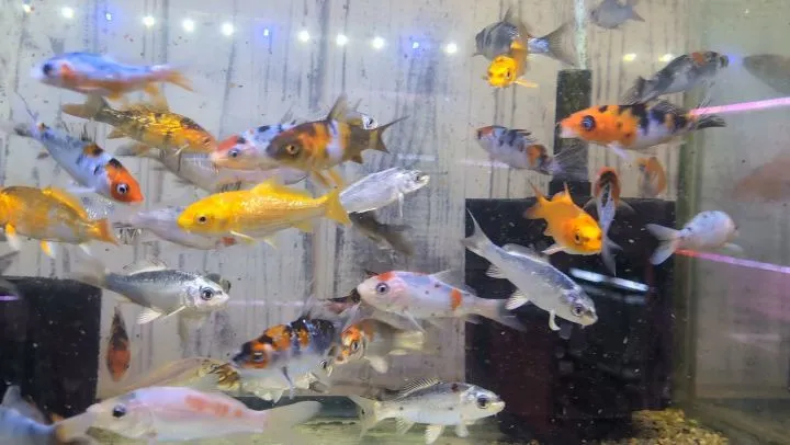 本日の入荷情報✨(錦鯉、金魚)