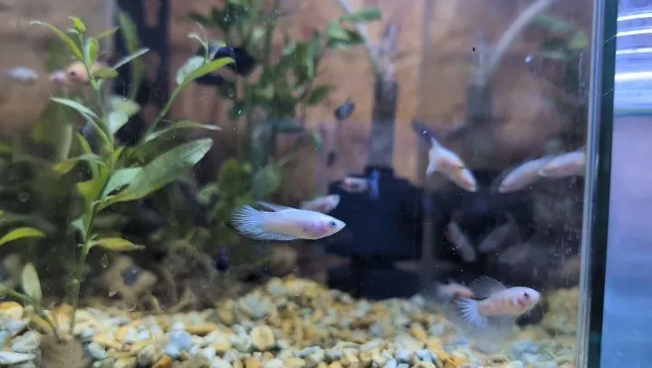 本日の入荷情報✨(熱帯魚)