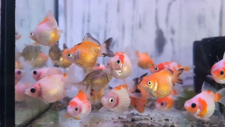 本日の入荷情報✨(金魚)