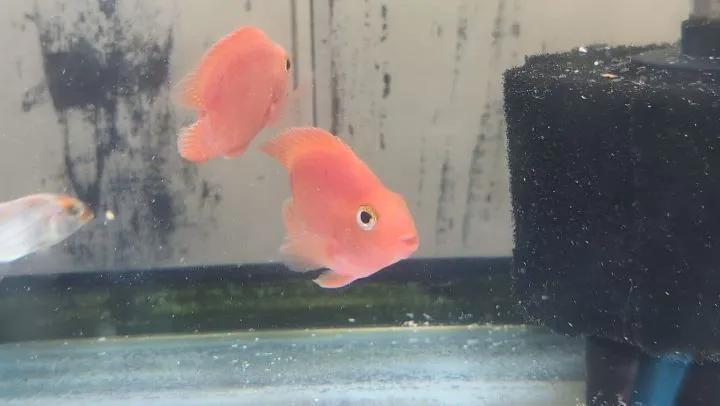 本日の入荷情報✨(熱帯魚)