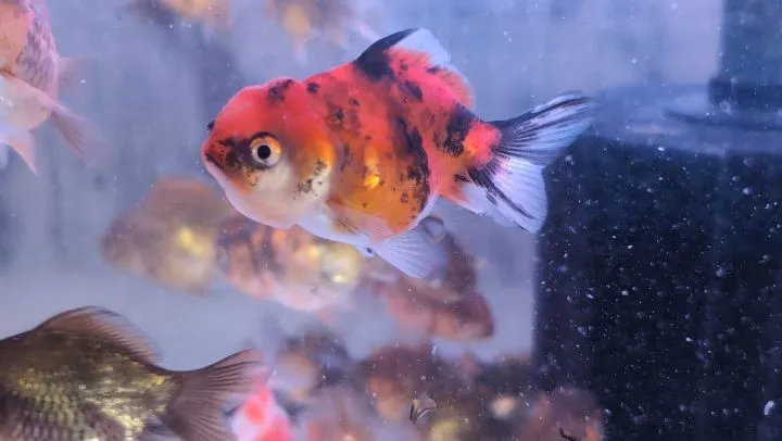 本日の入荷情報✨(金魚)