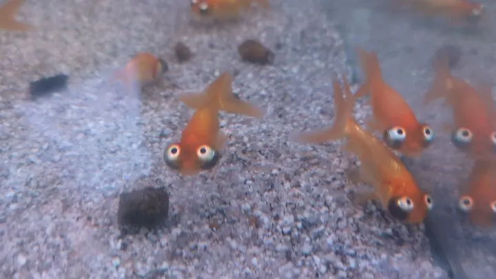 本日の入荷情報✨(金魚)