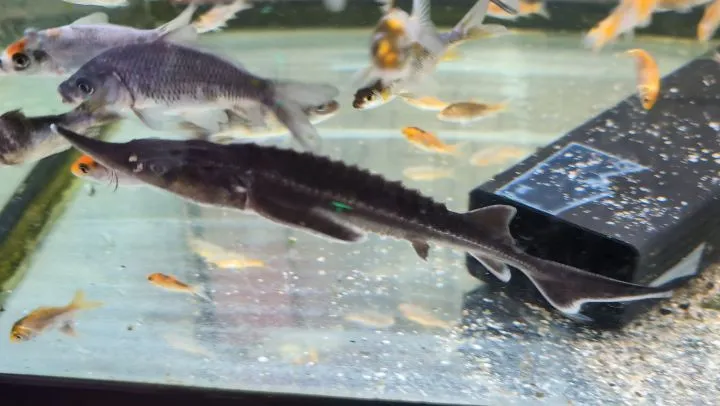 本日の入荷情報✨(サメ、カメ、熱帯魚)