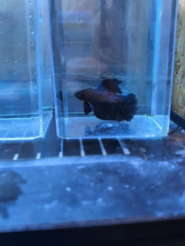 本日の入荷情報✨(熱帯魚)