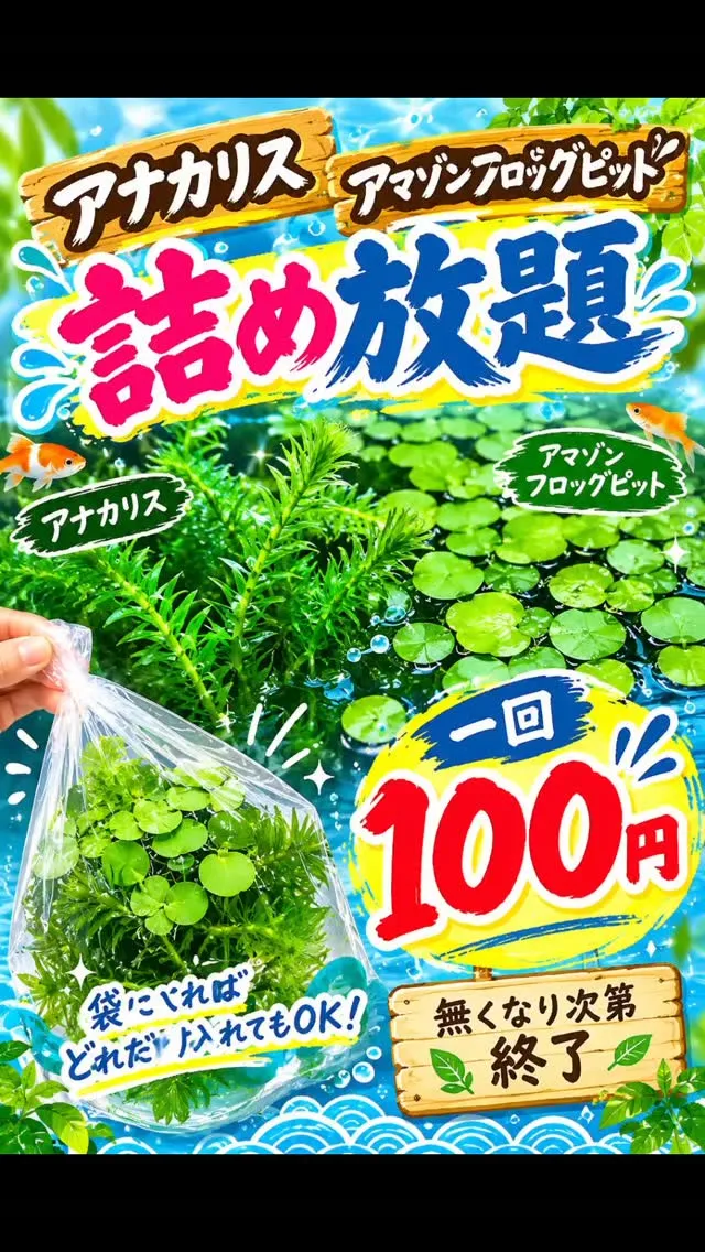 アナカリス．アマゾンフロッグピット詰め放題🎉