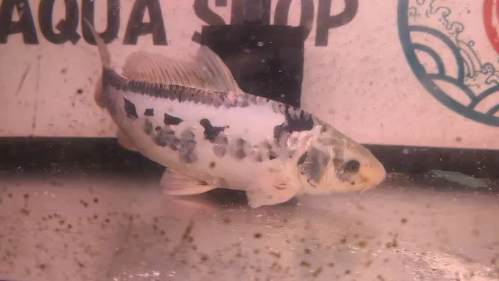 本日の入荷情報✨(錦鯉、金魚)