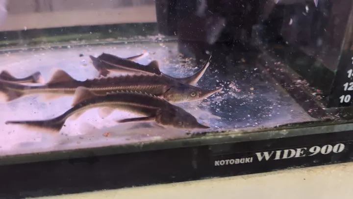 本日の入荷情報(サメ、金魚)