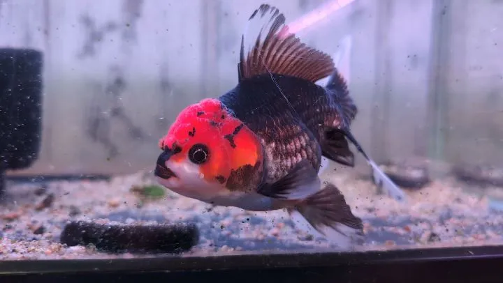 トリカラーオランダ(タイ産)❤️