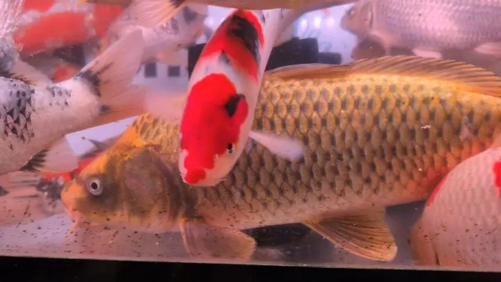 本日の入荷情報✨(錦鯉、金魚)