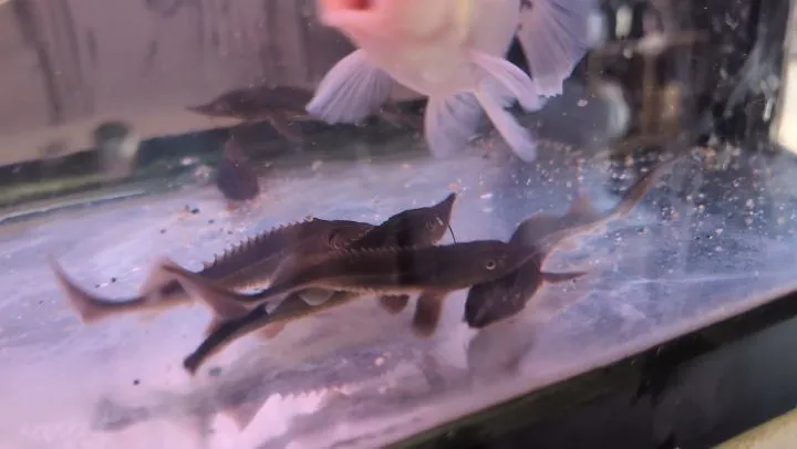 本日の入荷情報✨(サメ、エビ)