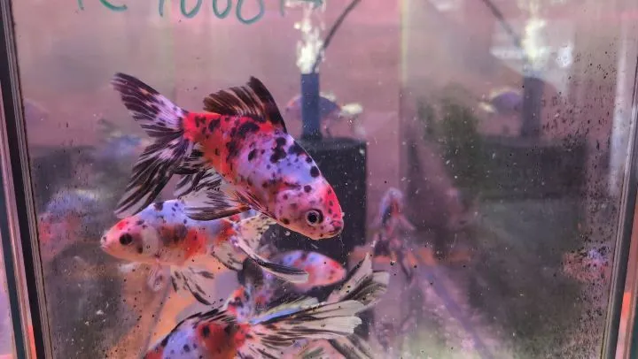本日の入荷情報✨(金魚、熱帯魚)