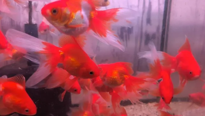 本日の入荷情報✨(金魚、錦鯉)